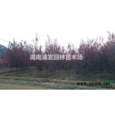 湖南大葉黃楊，大葉黃楊球，造型大葉黃楊，大葉黃楊小苗批發