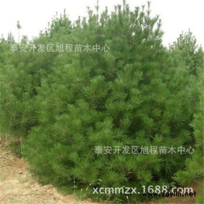 白皮松基地直銷現挖現賣 樹姿優(yōu)美規(guī)格齊全白皮松 樹苗綠化專用