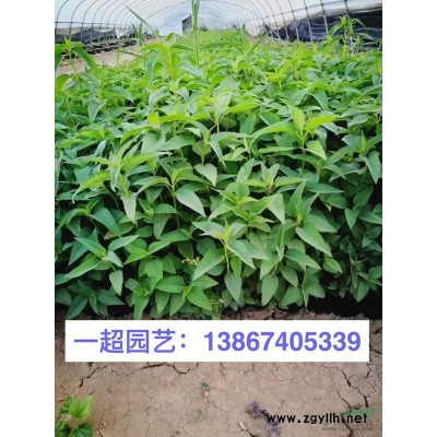 杜鵑 杜鵑小苗 杜娟小苗 杜娟基地批發 毛杜鵑價格