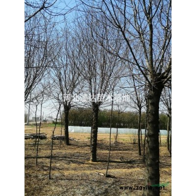 北海道黃楊苗，北海道黃楊綠籬苗，大葉黃楊樹1米