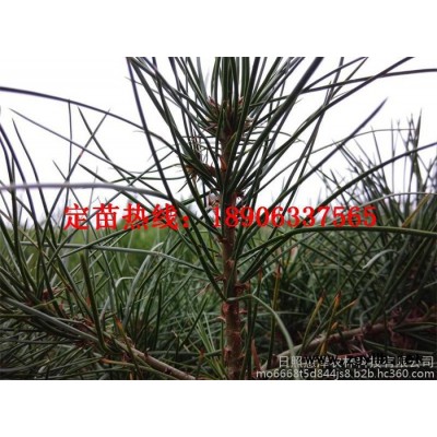日照惠澤農林 白皮松量大供應！從小苗到大樹均大量供應！歡迎您前來購苗視察！