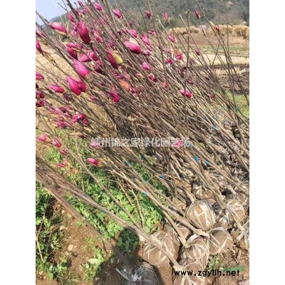 小丑火棘球行情報價 浙江火棘球圖片戰士 精品小丑火棘球片法價