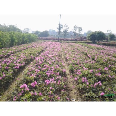 湖南茶花球，茶花