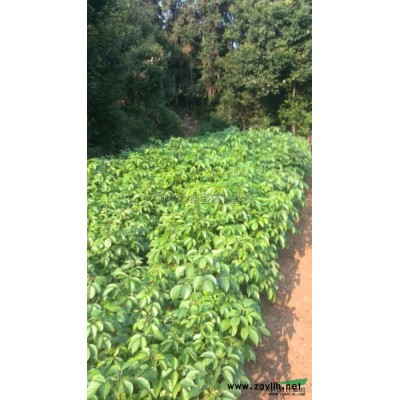 廣西毛杜鵑營養(yǎng)杯苗價格優(yōu)惠,廣西桂林毛杜鵑杯苗低價銷售