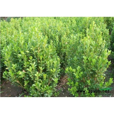 杜鵑 毛娟 H 30-40 蕭山苗木