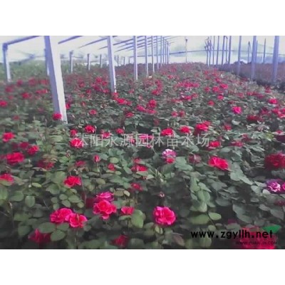 大批量供應春鵑，夏鵑，紫鵑，毛鵑， 杜鵑