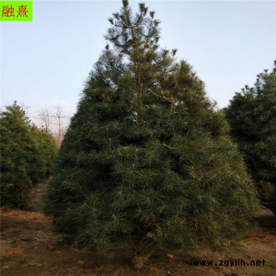 融熹園藝 供應(yīng)白皮松 綠化苗2 米白皮松大冠幅 3米白皮松 白皮松基地