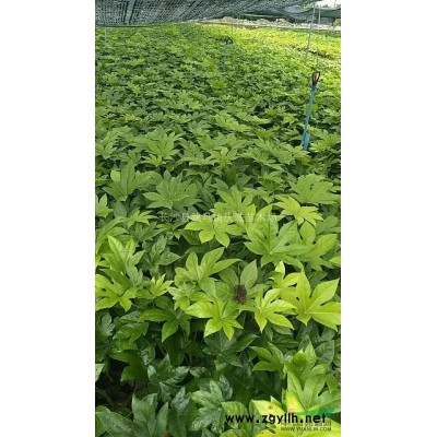 工程色塊苗：紅繼木，紅葉石楠，金葉女貞，杜鵑，月季，金邊黃楊