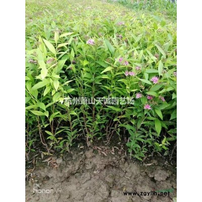 大量供應毛鵑球、紫鵑球、夏鵑球、杜鵑球