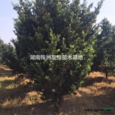 湖南黃楊、瓜子黃楊、湖南優(yōu)質(zhì)黃楊種植基地、湖南金邊黃楊