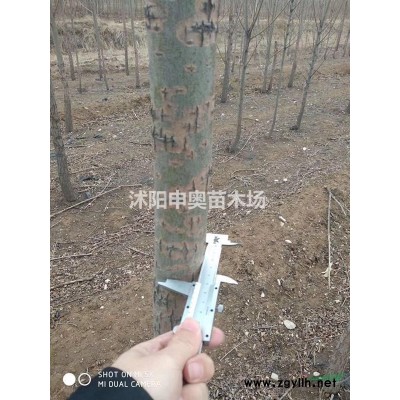 紅葉小檗苗、瓜子黃楊苗 、小葉女貞苗 、冬青苗 、衛(wèi)矛小苗