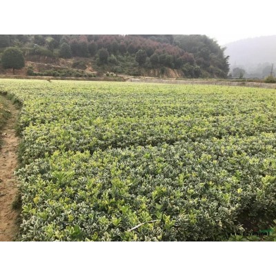 海桐球基地直銷，精品海桐球報(bào)價(jià)，1.5米海桐球價(jià)格