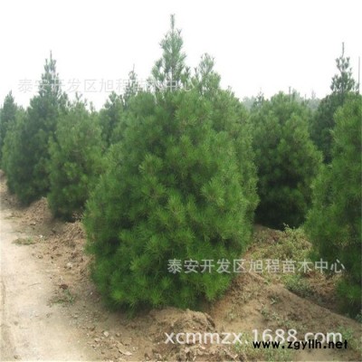 白皮松基地直銷 樹姿優美 規格全 白皮松 工程綠化 白皮松
