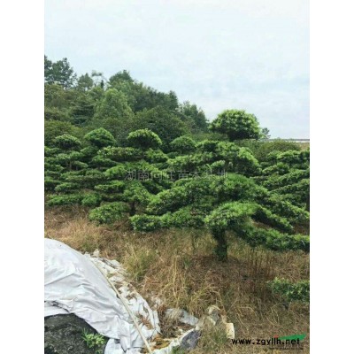 金邊黃楊小苗直銷，金邊黃楊小苗*新價(jià)格，金邊黃楊報(bào)價(jià)