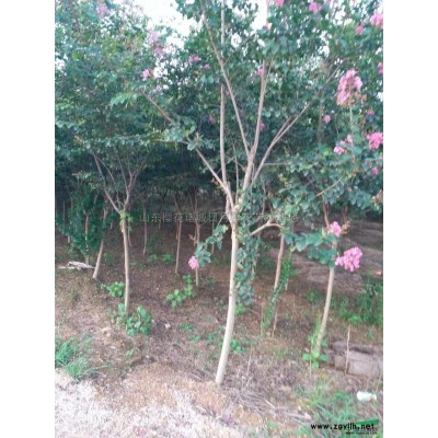 供應(yīng)瓜子黃楊/供應(yīng)山東瓜子黃楊/特價(jià)供應(yīng)瓜子黃楊