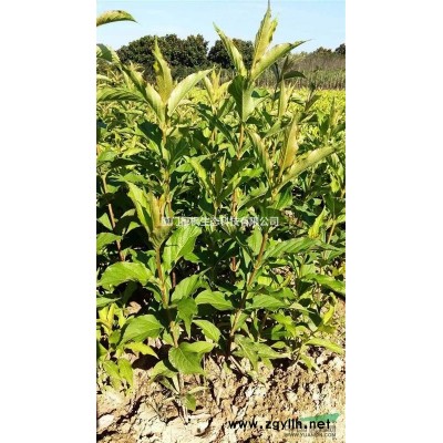 供應冬櫻花、金森女貞、毛杜鵑、南天竹、馬尼拉草、欒樹