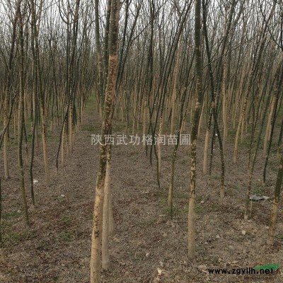 出售南天竹 金邊黃楊 八角金盤(pán)