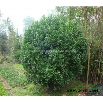 南天竹，45公分高南天竹價(jià)格，南天竹營(yíng)養(yǎng)缽苗，規(guī)格*