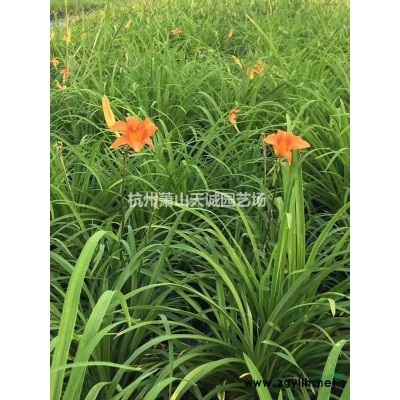 海桐小杯/海桐營養杯大量供應