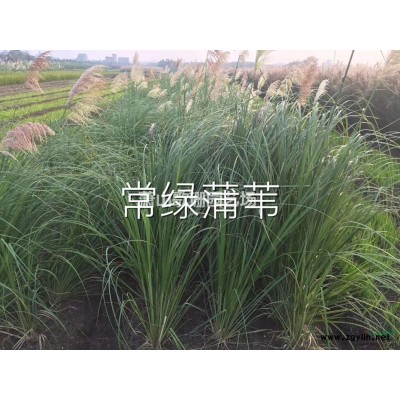 南天竹小苗，色塊，小杯，毛球供應