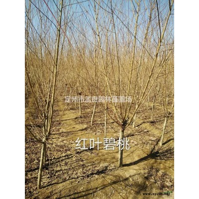 河北[產(chǎn)品]/河北月季價格/報價