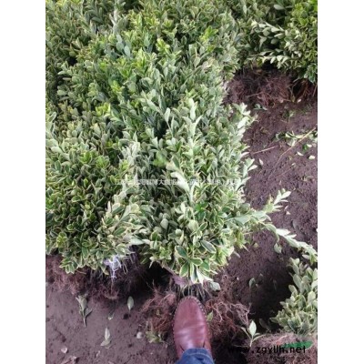 月季，45公分月季花苗價(jià)格，規(guī)格*，綠化工程苗木