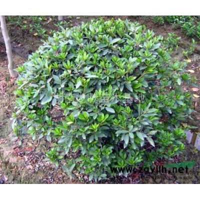 月季花批發(fā)、湖南月季花價格30高月季價格、豐花月季、大花月季