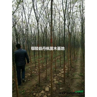月季，品種月季營養缽