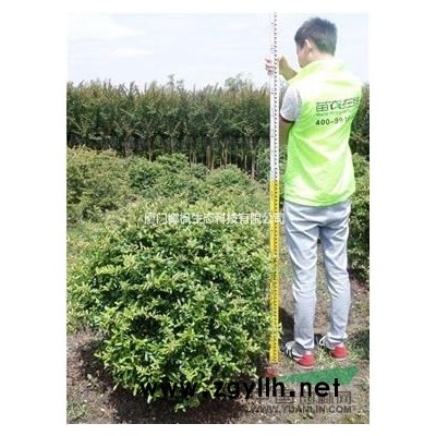 南天竹、南天竹小苗、南天竹價格、大量供應南天竹