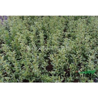 藤本月季 H60- 80 蕭山苗木