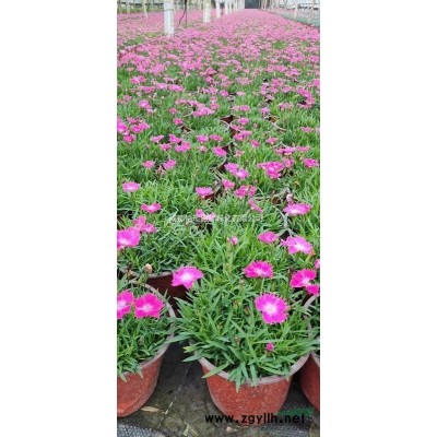 豐花月季高25左右小杯苗價(jià)格 哪里有豐花月季基地