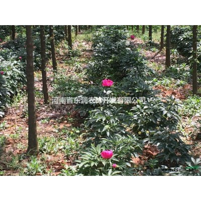 河南樹狀月季，月季價格，南陽月季基地