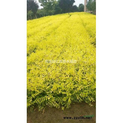 兩年生陜西月季花種植基地 周至月季花優(yōu)質(zhì)營養(yǎng)缽大花特價(jià)批發(fā)