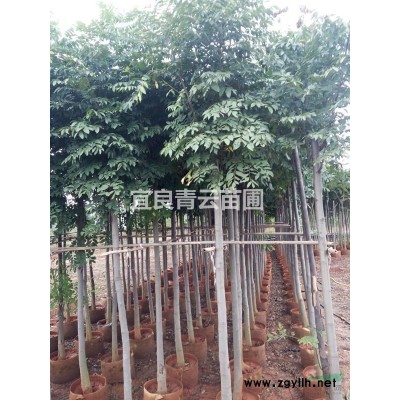 云南地區供應袋苗高桿月季， 一手貨源 耐寒冷 花色艷麗