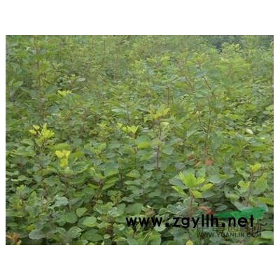 營(yíng)養(yǎng)缽金葉蕕，營(yíng)養(yǎng)缽月季，紅瑞木丁香紫葉李碧桃連翹側(cè)柏紅葉小
