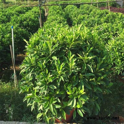 苗農在線供應非洲茉莉球價格 園林綠化苗木 量大從優