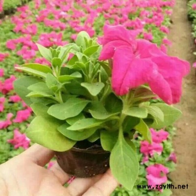 鑫超綠化苗木 花卉大量批發 山東青州