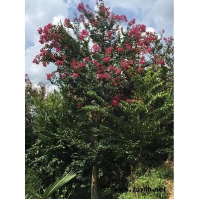 五峰 紫薇  供應紫薇_米徑12公分_宜昌種植地    園林苗木     綠化苗木 園林綠化苗木 綠化苗木批發