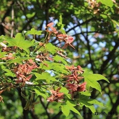 山東綠化苗木基地  出售綠化樹(shù) 五角楓 基地直銷 ** 五角楓樹(shù)苗