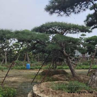 大量供應(yīng)造型松、油松、平頂松、各種綠化苗木
