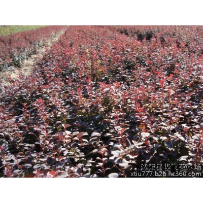 紅葉小檗 紅葉小檗苗 紅葉小波 紫葉小檗球 園林綠化苗木批發