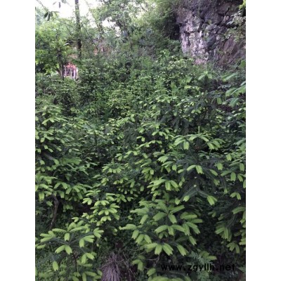 五峰  篦子三尖杉   篦子三尖杉苗木_湖北五峰**苗木基地       苗木批發 綠化苗木 園林綠化苗木 綠化苗木批發