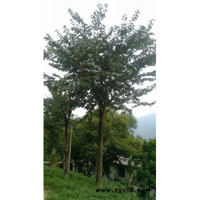 五峰 紫荊 供應石楠_米徑20公分_宜昌種植地      苗木批發 綠化苗木 園林綠化苗木 綠化苗木批發