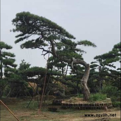 綠化苗木 造型油松 黑松樹(shù)苗 喬木 多種類