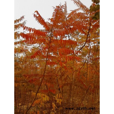 供應 河北金銀花苗 綠化苗木 國槐基地 香花槐基地 法桐基地 白蠟基地 占地苗木 枸杞苗木 毛白楊 新疆楊 柳樹 合歡