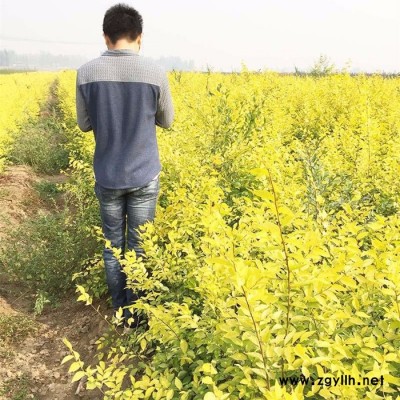 苗農在線供應金葉榆 園林綠化苗木榆樹 價格優惠