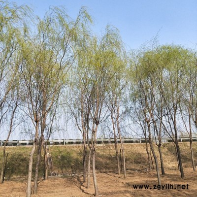 基地供應綠化苗木垂柳 綠化工程 行道樹 庭院專用