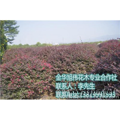 紅繼木球綠化、貴州紅繼木球、綠化苗木認(rèn)準(zhǔn)旭偉花木