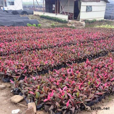 **園林綠化苗木紅葉鐵樹亮葉彩葉朱蕉 價格優惠 苗農在線