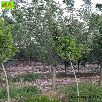 供應大量櫻花樹  帶土球發貨 綠化苗木風景樹 3 4 6 8公分櫻花樹苗  成活率高 日本櫻花樹